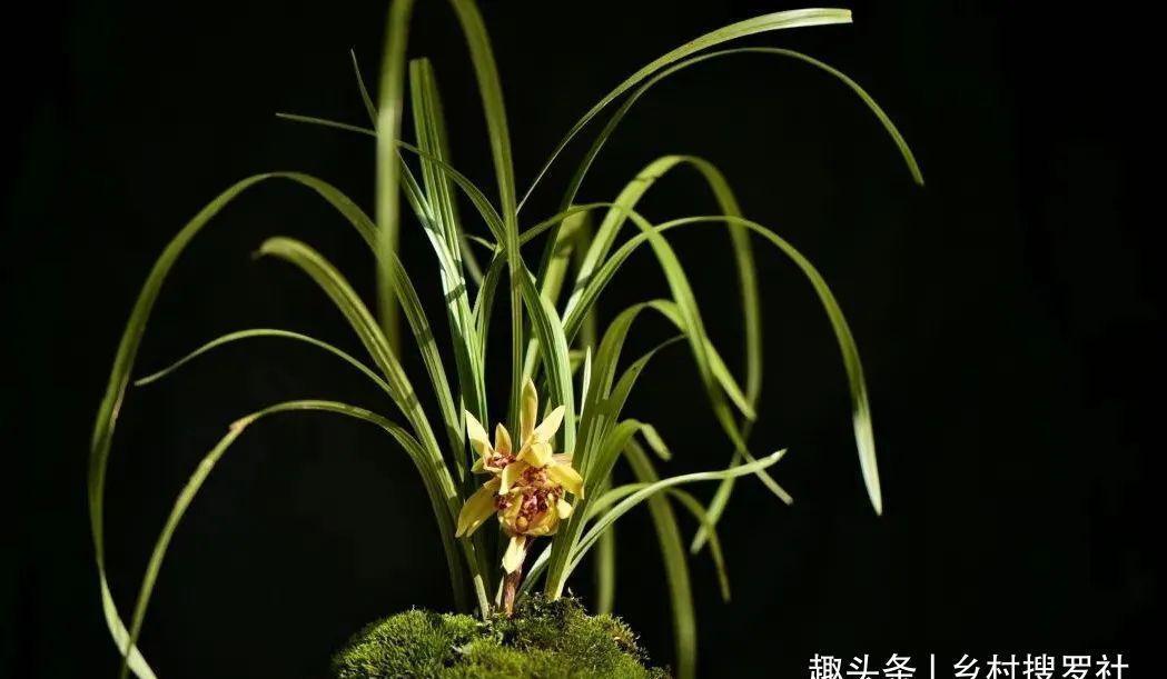 养兰花最怕什么?兰友只知其一却不知其二,怪不得养几年不开花