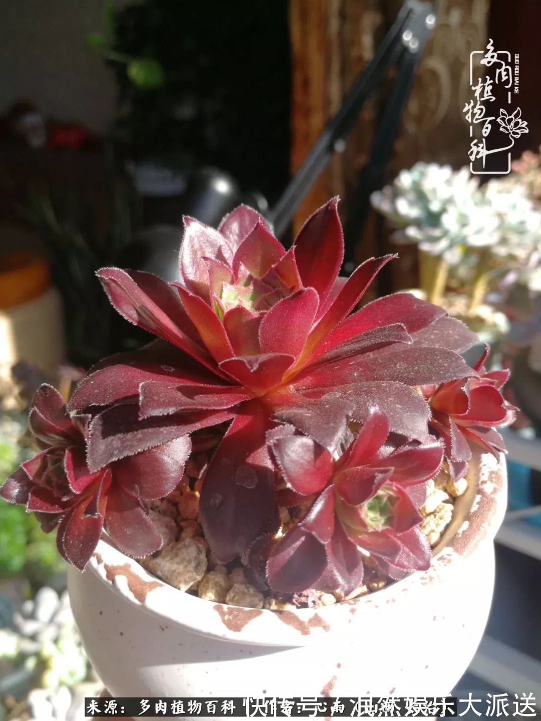 蚧壳虫|为肉痴狂!多肉植物也会用最美的容颜报答我们的勤劳付出!