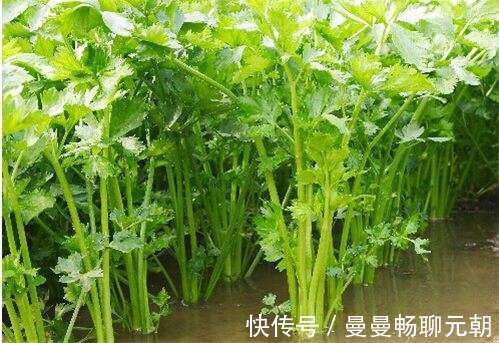 失眠|晚上睡眠质量差，莫慌！可多食此菜，失眠好了，晚上酣睡到天亮