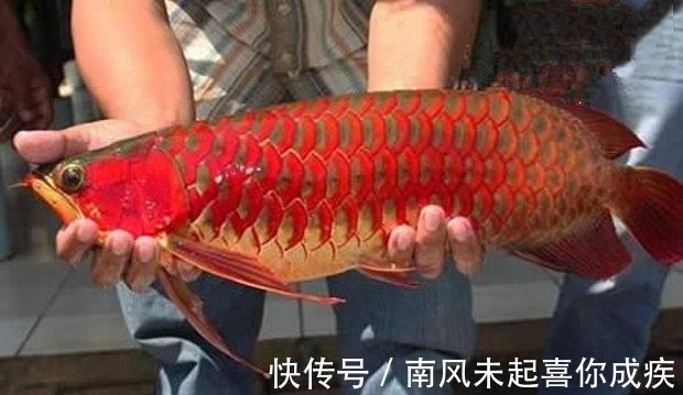 据说这是最贵的鱼,一条能抵一栋别墅,光是吃的就要300万!