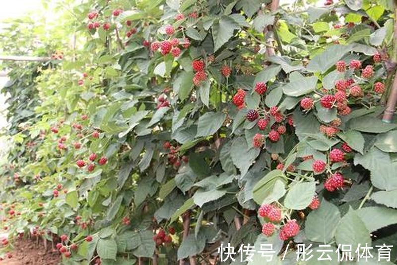 大棚|儿时爱吃的野果,如今已上市,一斤52元,却很少人规模种植