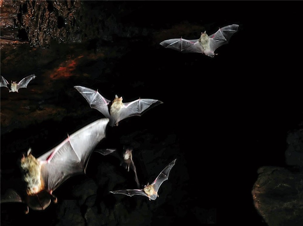 大石围|广西大石围出现食鱼的蝙蝠,爪如鱼钩,一晚上能捕获约30条小鱼