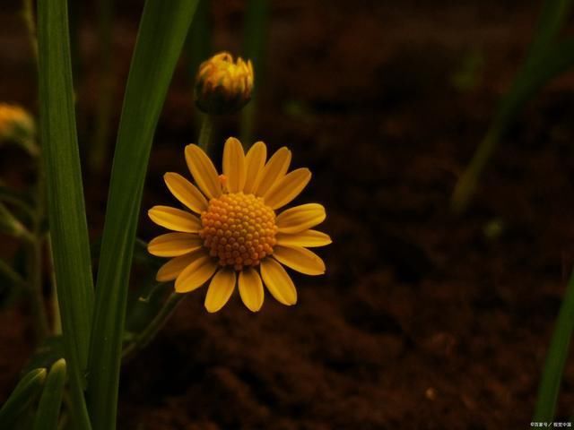 黄花&16首野花诗词久违石阶生绿苔,一朵黄花夹缝开