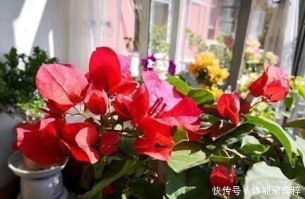 春天，养这“8种花”，一年“300多天”有花看，美死了！