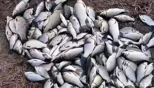 添加剂|野钓必杀技:盘点民间这些窝料“野路子”,连竿上鱼的秘密绝招!