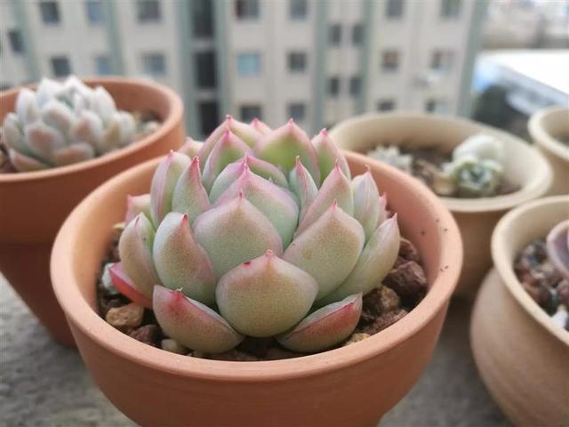 花盆里有蚧壳虫喷一喷,埋点药,蚧壳虫一网打尽