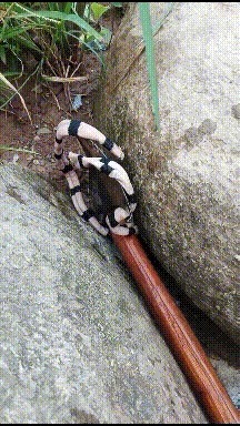 |搞笑GIF:还以为是一条花斑蛇,弄上来一看是一块布