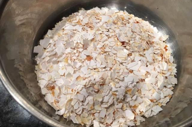 橡皮树|君子兰肥到流油,长寿花开不断,原来他用了这个小方法!