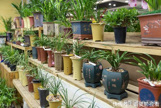 网上买花木,是我不得不说的病!大家都交过宿迁神苗的智商税吧?