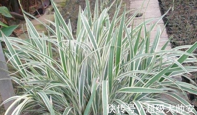 菅兰|此草全株有毒,看到它千万要注意,不要乱采摘