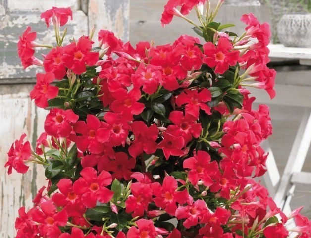 3种花是花卉中的佼佼者，花朵硕大，开的灿烂，养在家里成花海！