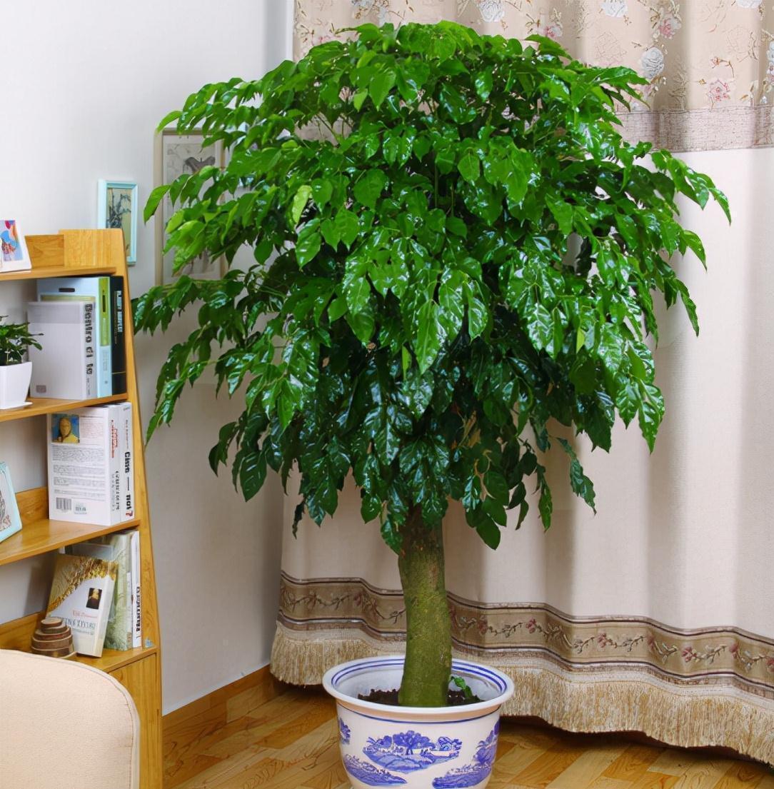 玉树|客厅见树,家业稳固,适合客厅养的8种树,大气美观,增添幸福感