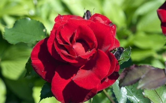 月季和玫瑰傻傻分不清掌握这“6点”后,绝对能分清