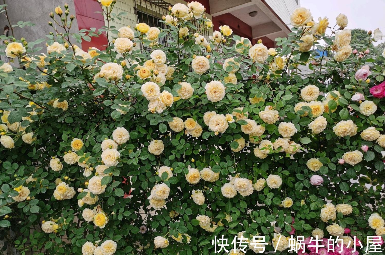 藤本月季|又美又香的花,花量大,多季开花,可做花墙,阳台也能种
