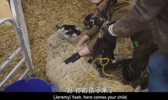 養(yǎng)羊|9.6分，這節(jié)目可把大明星虐爽了