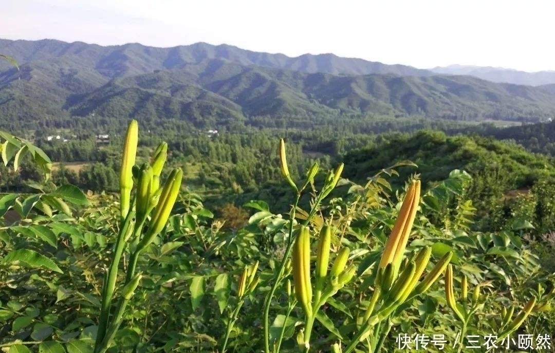 金针菜|农村一种常见野花，含钙量比木耳还高，如今45元一斤成高钙菜