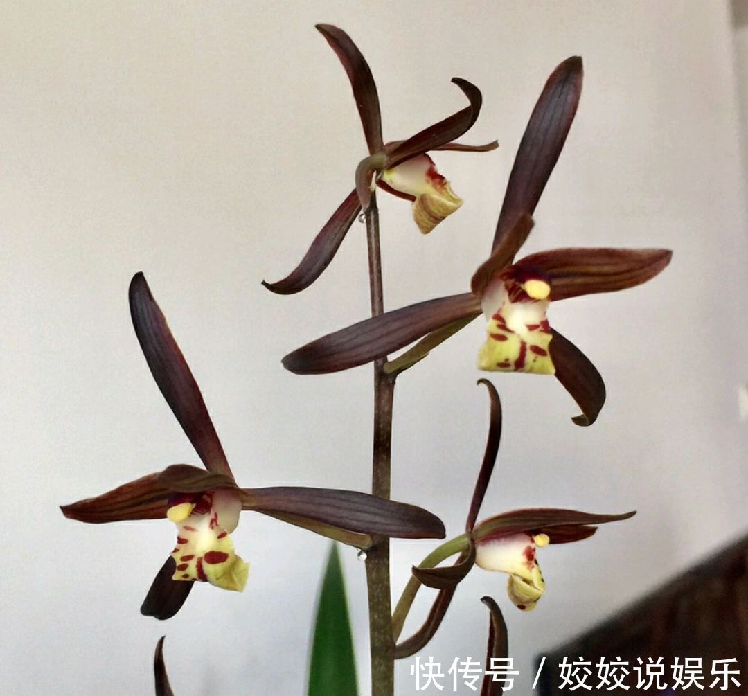 浇水|秋季养墨兰，做不到3点，春节开花是做梦，秋季花芽破土很关键