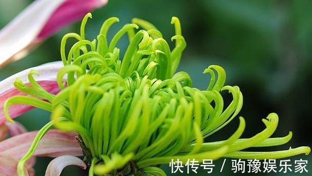 喜欢菊花，不如养盆“菊中珍品”绿朝云，花似惊鸿起舞，碧洁如玉