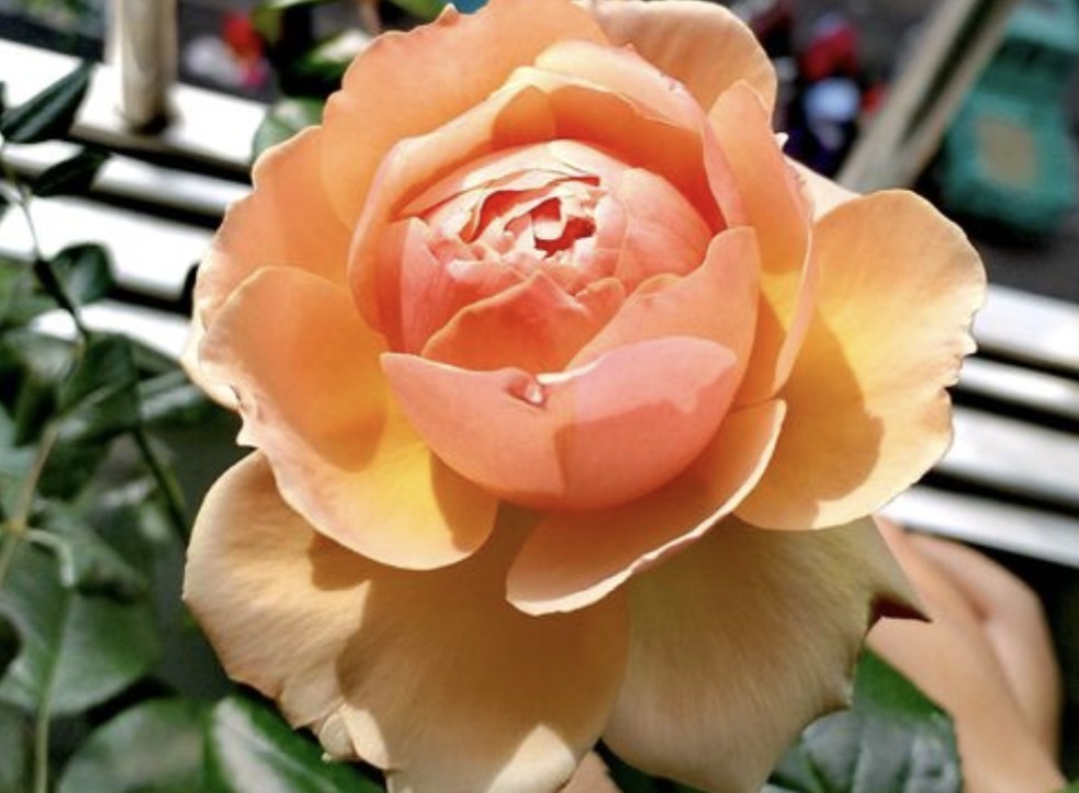 植物|居家养花种草,平时用它浇浇,植物就像打了鸡血一样蹭蹭疯长