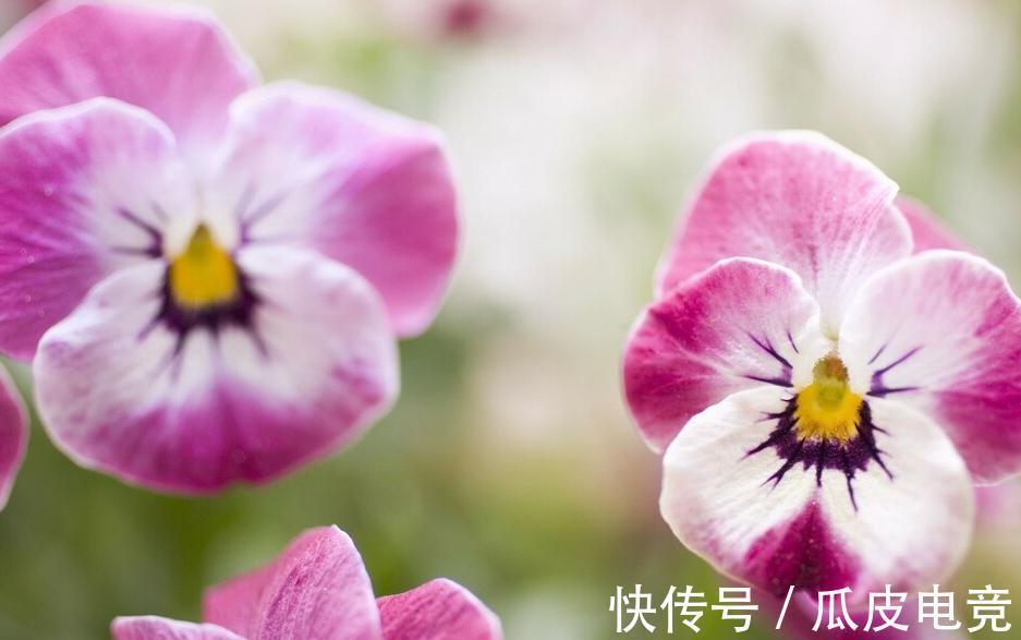 马上进入2022年,新的一年即将开启,为你推荐25种漂亮的花卉