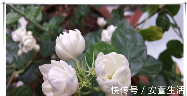 夏天养茉莉花,只要做对1件事,根粗叶绿,花开一茬接一茬