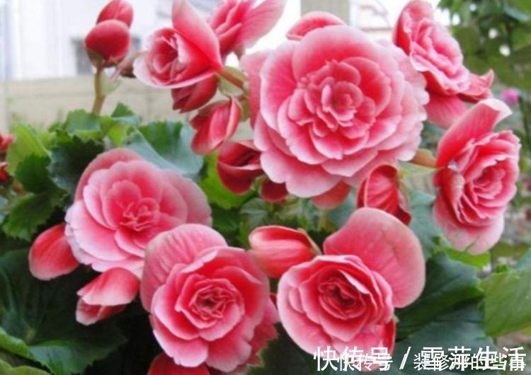 4种花，一养就爆盆，爆成大瀑布，比法国香水还香