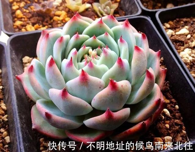 60种多肉图鉴及养护要点，1分钟学会，超全超实用！