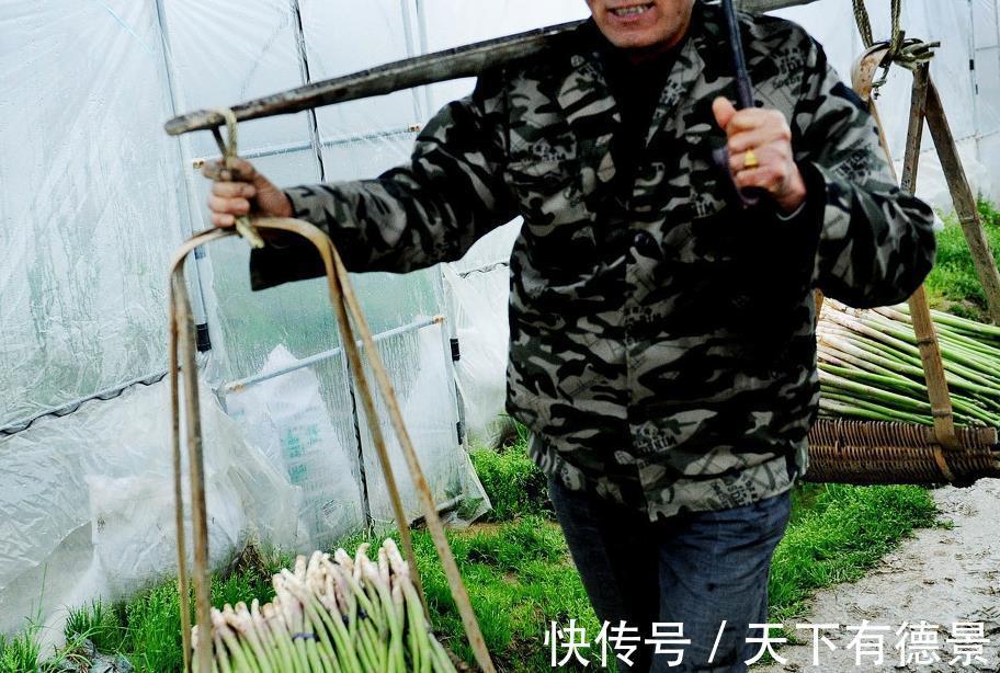 种植|芦笋是什么，吃都没吃过，怎么就成蔬菜之王了