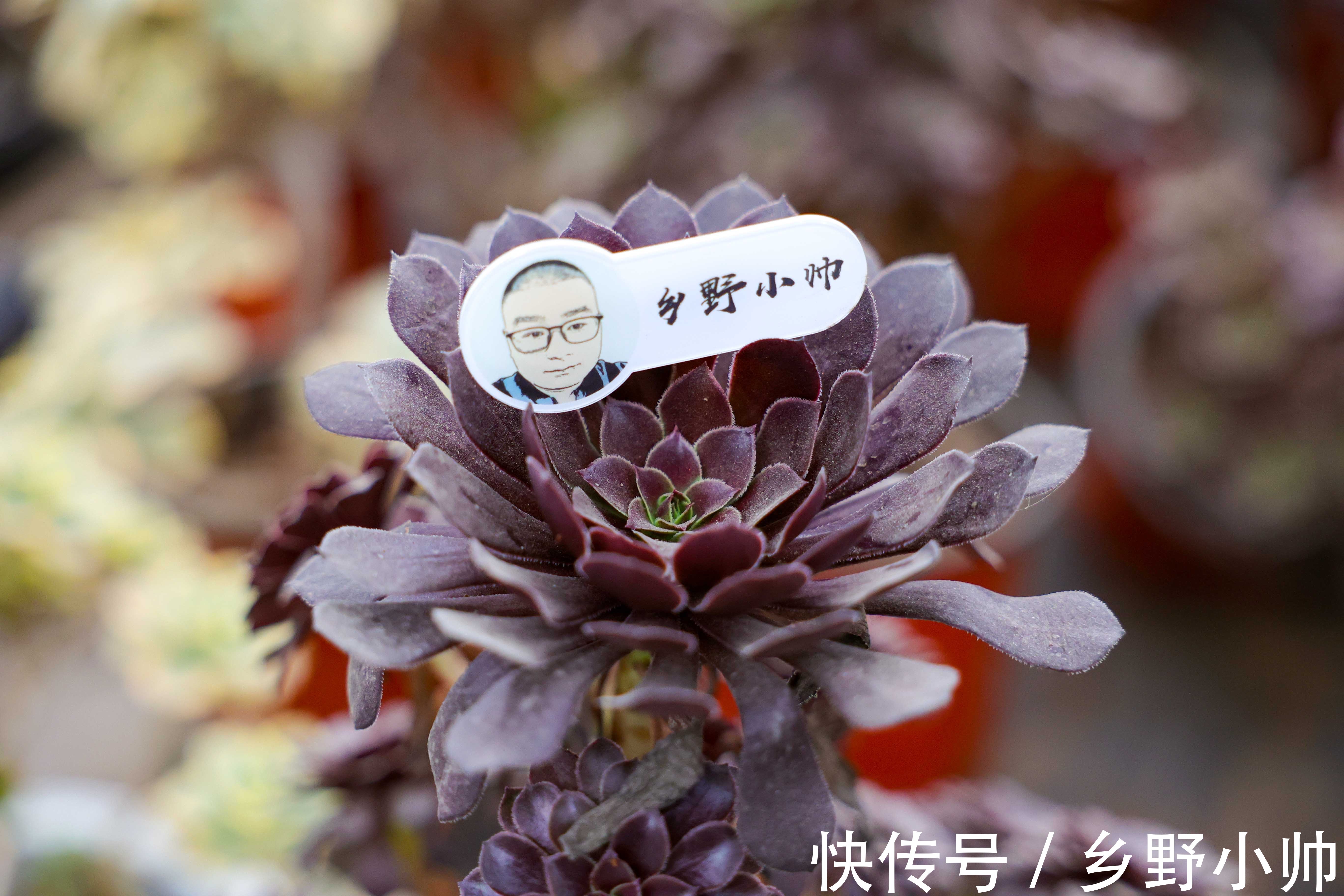 美杜莎|九月多肉季,小帅推荐这2种类型的多肉,好养又漂亮