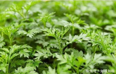 艾草|农村路边的野草,腰间盘突出的“救命草”,几天就见效,不妨试试