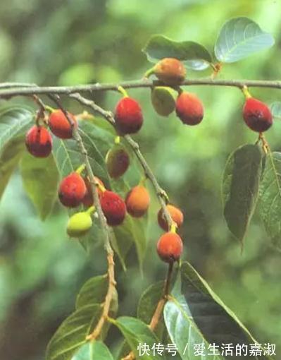 金皮树|认识植物界的“六大毒树”,看到“绕道走”,涨知识不吃亏