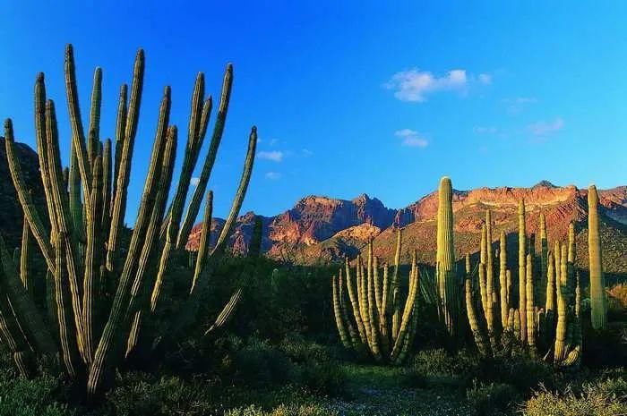 效用|有刺植物的刺是如何起源和演变的?有什么类型和效用?