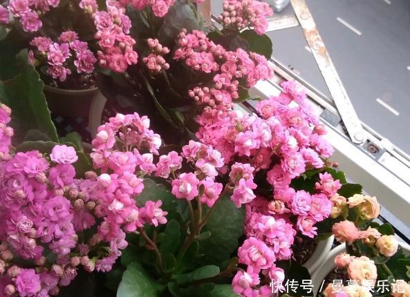 花盆|长寿花盆栽选重瓣品种，这么养护，谁能不喜欢！