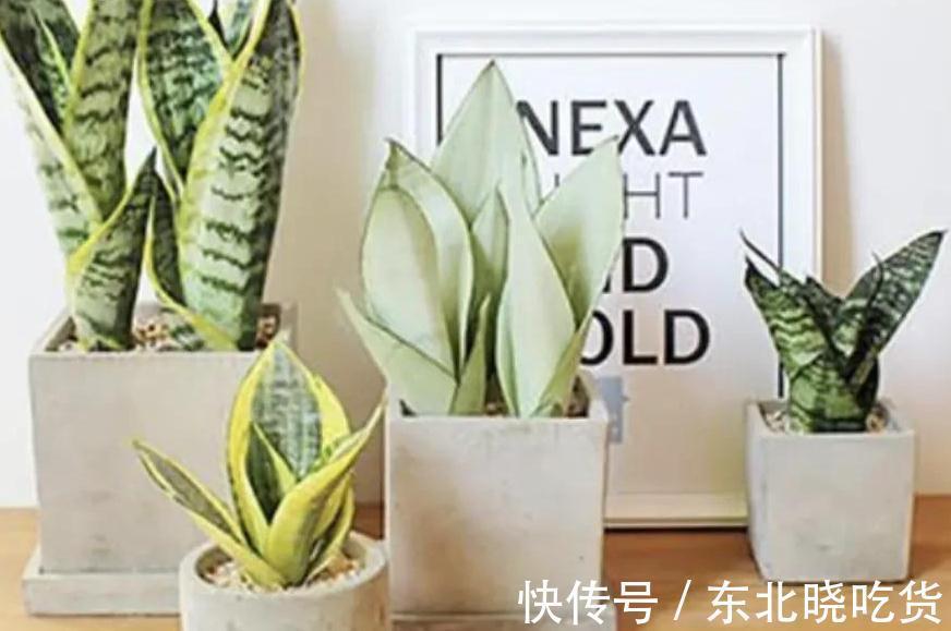 书房适合养这些精致盆栽,喜阴又好养,寓意好观赏价值高