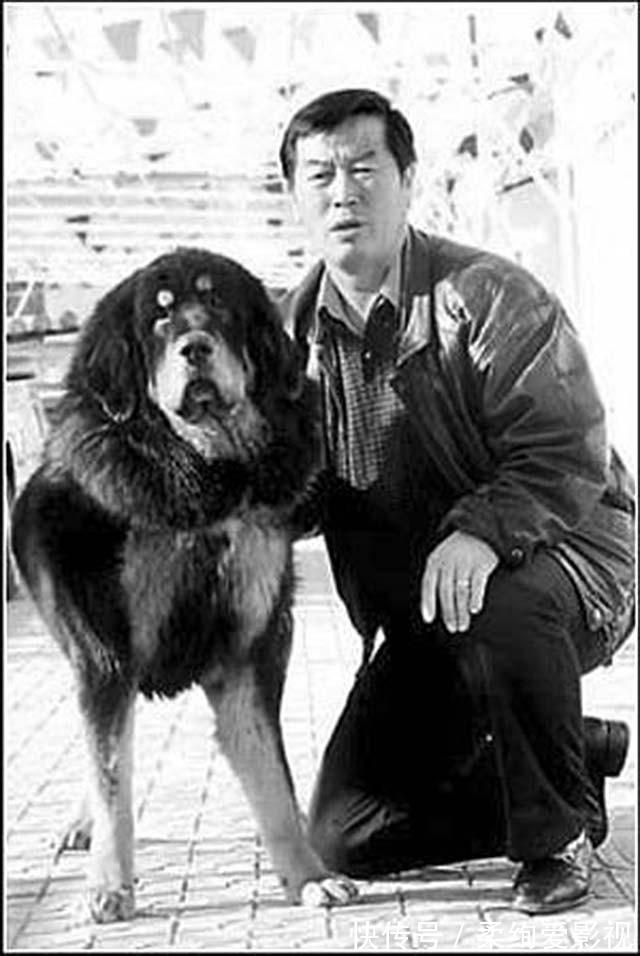 藏獒|马俊仁退出体坛念狗经,将藏獒包装成4000万身价:我这是为国争光