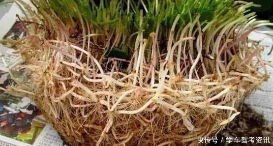 养花|养花先“养根”,盆下埋点“它”,根系一天一个样,长疯了!