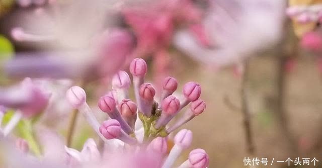 那一株丁香，今年三月你在哪儿盛开