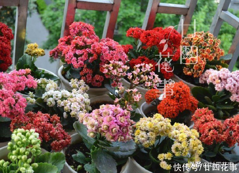 扦插|秋天扦插四种花，生根成活快，明年花开满阳台，实现“赏花自由”