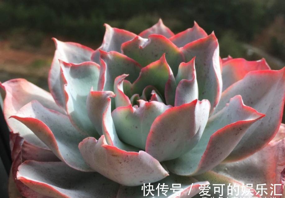 老桩|喜欢薄叶多肉,却没养过蓝光?那就像吃火锅不放香菜一样没有灵魂