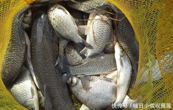 颗粒状|聊聊打窝哪些事,为什么要打窝以及打窝的一些心得经验