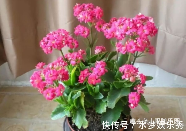 4种“吉利花”，放客厅最合适，好看又镇宅！日子过得红红火火！