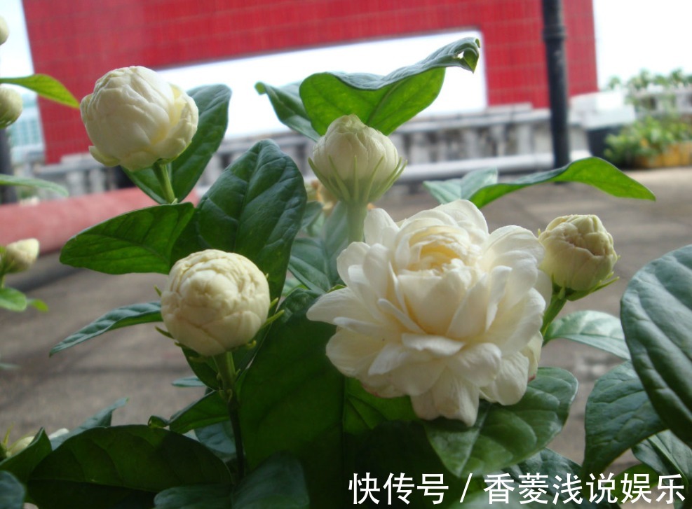 被誉为最香的茉莉虎头，盆栽照顾到位，一年开花3、4次