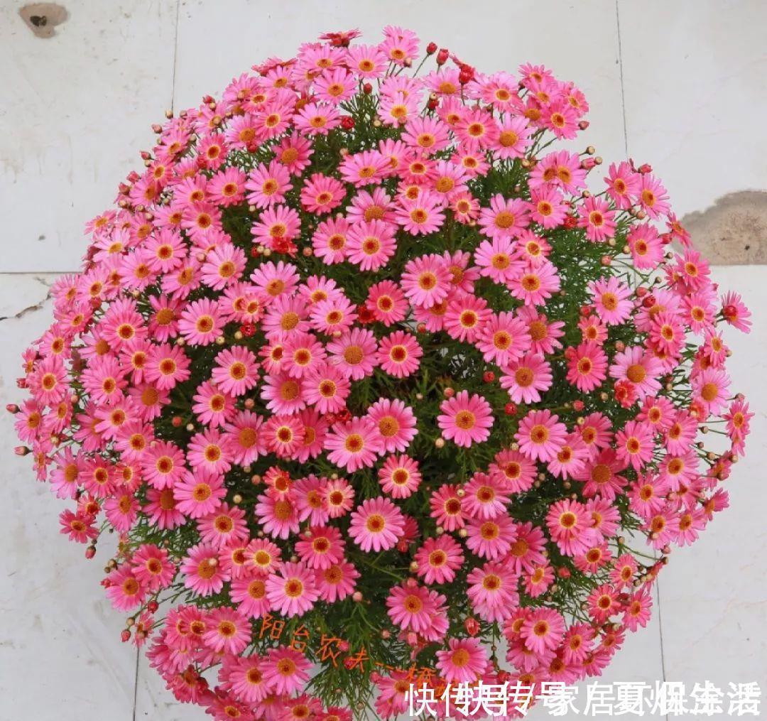 小球|养花达人:张大爷家的花,1年养成“大转盘”,1次冒出25个头!