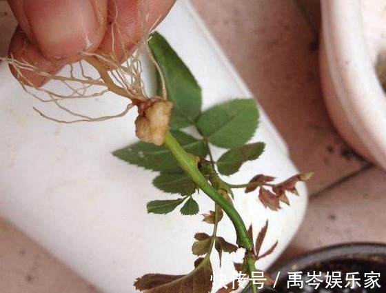 聪明人都会“这样”去扦插，不花一分钱，养满整个阳台，美极了