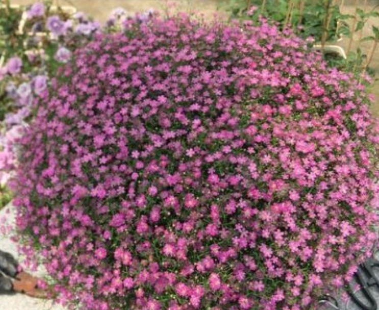 懒人就养此几款花朵，艳丽迷人，不管就爆盆，开花又大又美