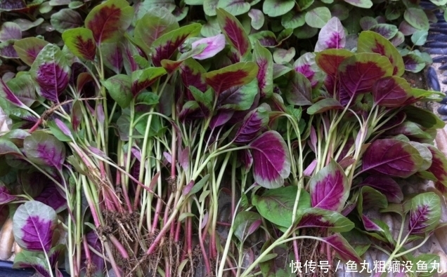 植物|这种植物被称为“药草皇后”,叶子泡水喝能清热解毒,败肝火