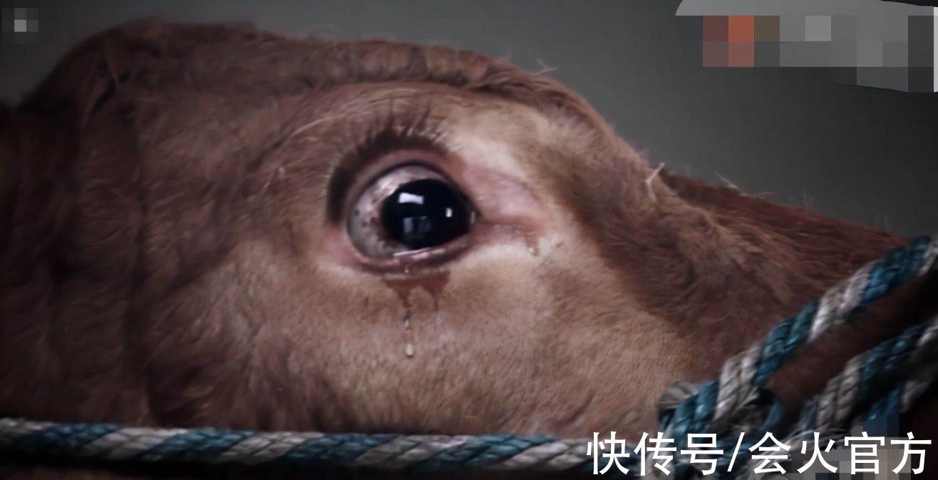 41歲張靜初倡導吃素被嘲！自曝二十年不吃牛肉，吃葷舊照被扒出