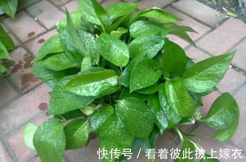 叶片|最厉害的养花营养液给绿萝喝一勺，四季不黄叶，一窜2米高