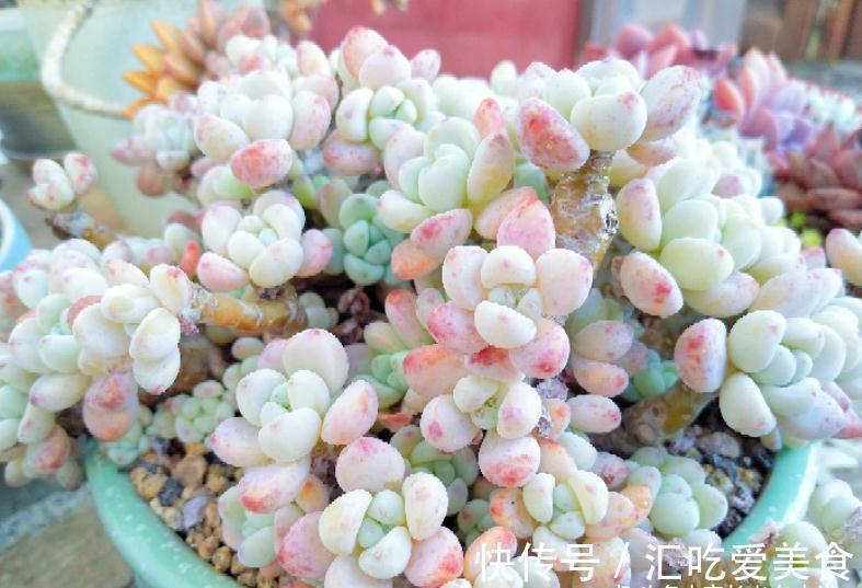 有些多肉我们会庆幸没有扔掉，因为经过岁月的沉淀，它突然就美了