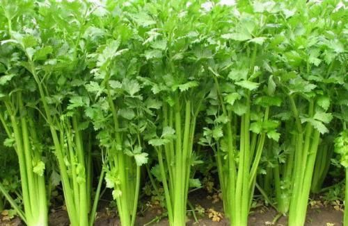  身体|女性担心老太快，多吃3种食物，美容养颜，提高身体免疫力